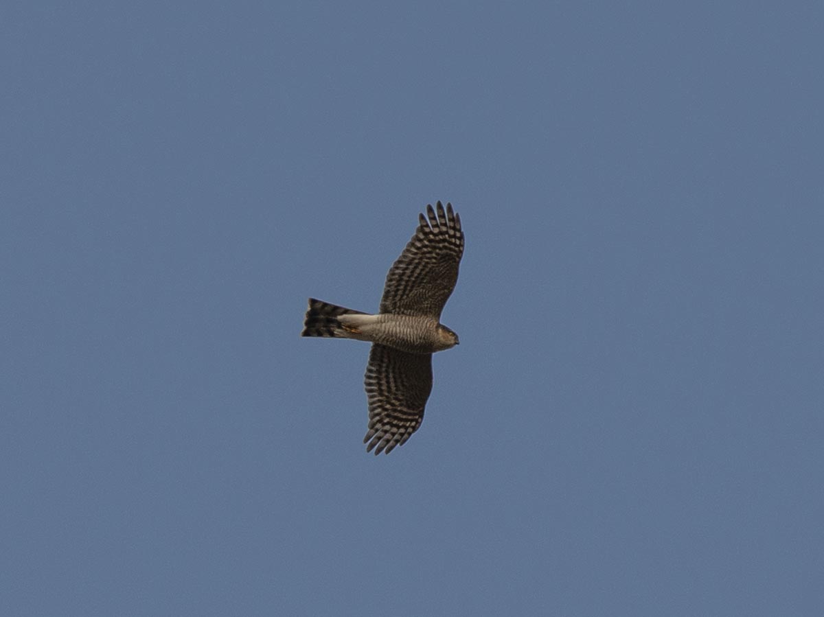 Flug